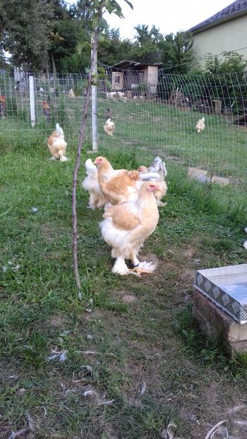 lemon10 - 09-BRAHMA LEMON