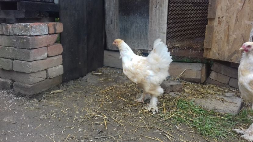 lemon14 - 09-BRAHMA LEMON