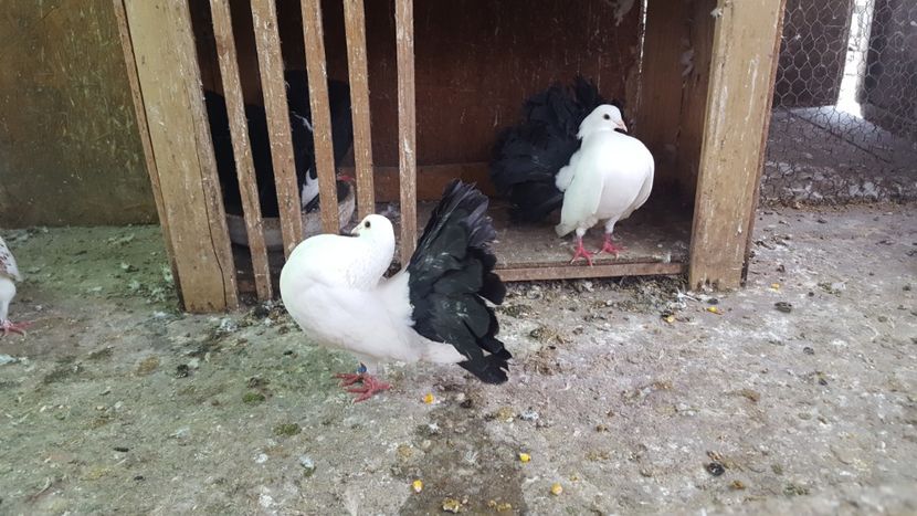  - voltati coada neagra