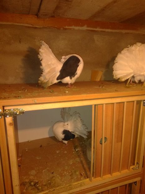  - Voltați capace matcă 2019