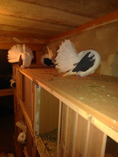  - Voltați capace matcă 2019