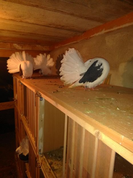  - Voltați capace matcă 2019