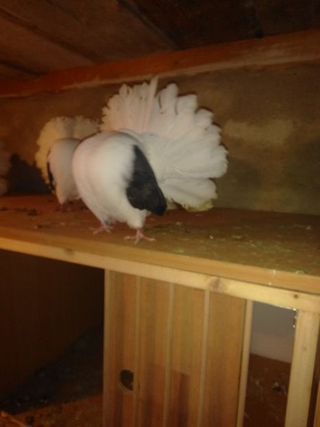  - Voltați capace matcă 2019