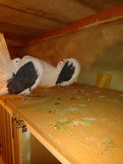  - Voltați capace matcă 2019