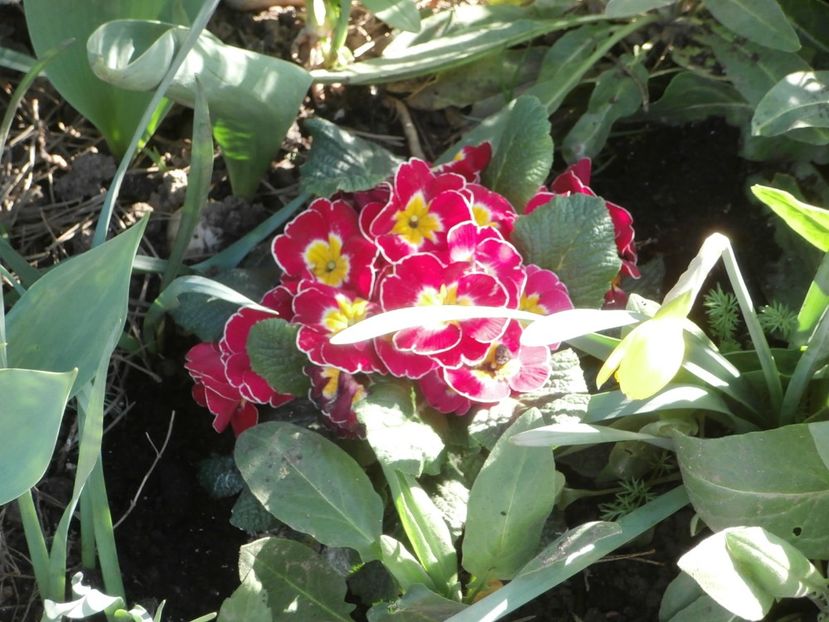 flori martie 2014 (6) - RAIUL MEU