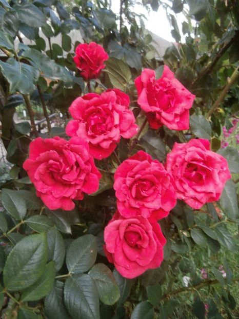 f 5310138 (12) - RAIUL MEU