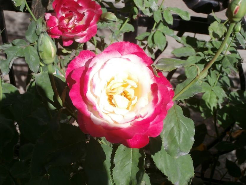 trandafiri (3) - RAIUL MEU