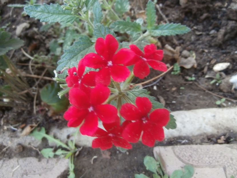 flori in curte sept 2015 (7) - RAIUL MEU