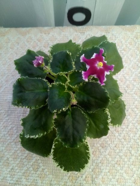 24 dec - ZZ LE Karusel