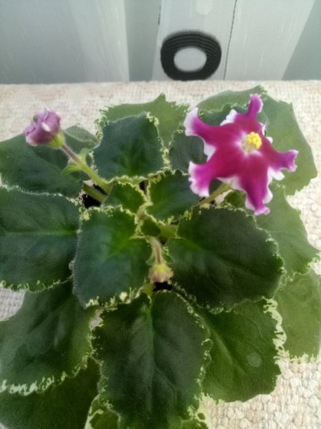 24 dec - ZZ LE Karusel