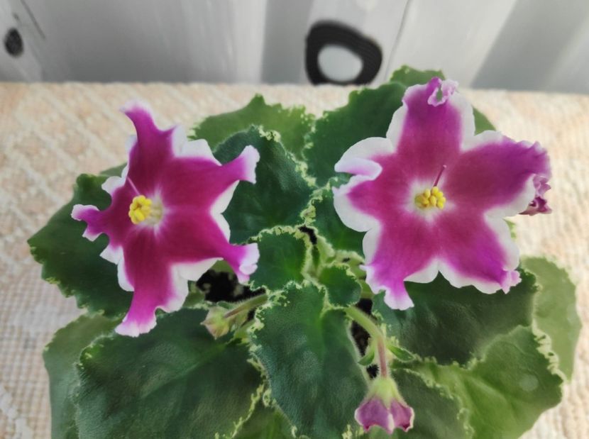 30 dec - ZZ LE Karusel