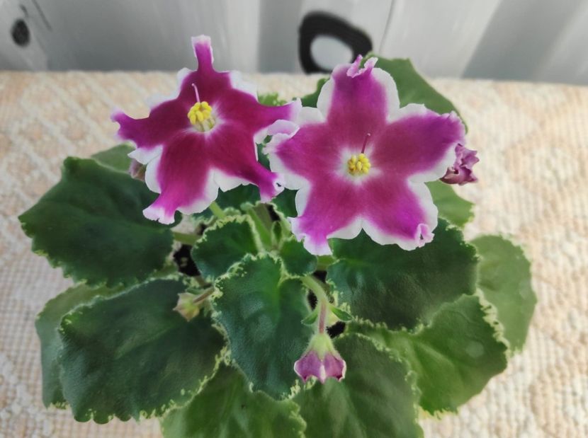 30 dec - ZZ LE Karusel