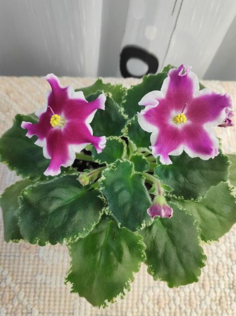 30 dec - ZZ LE Karusel