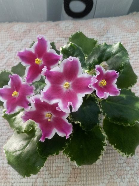 5 ian - ZZ LE Karusel