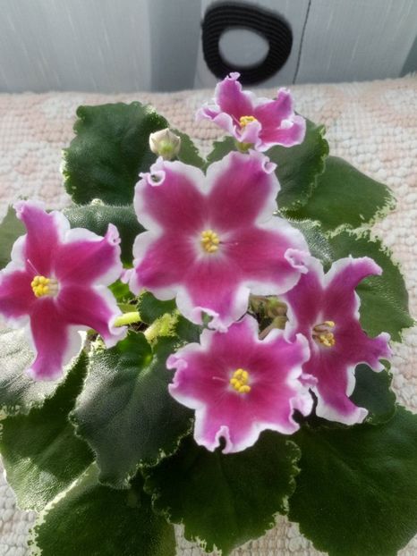 5 ian - ZZ LE Karusel