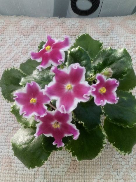 5 ian - ZZ LE Karusel