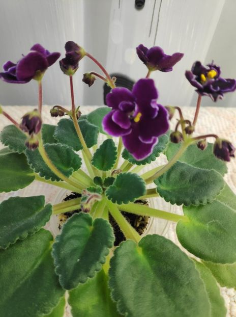 30 dec - ZZ Mac s Glacial Grape