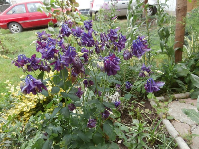 flori mai 2014 (43) - RAIUL MEU