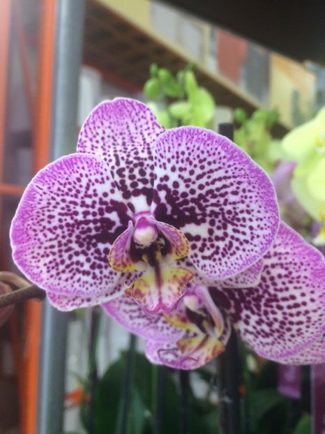 3.01.2019-Phale - 1 Sylvia