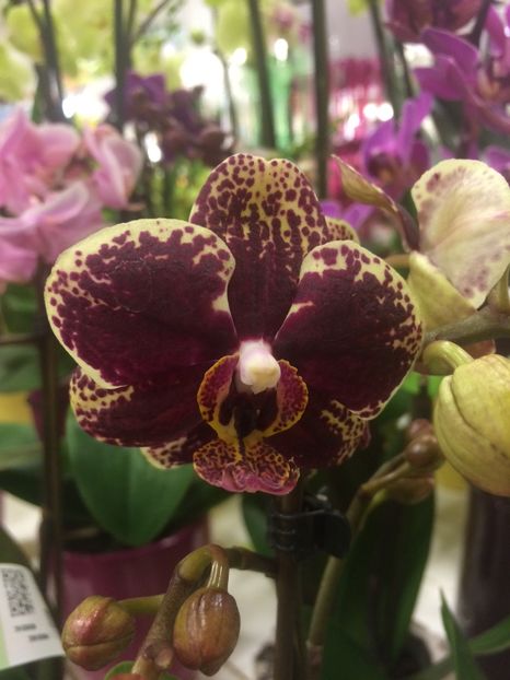 3.01.2019 - 1 Sylvia