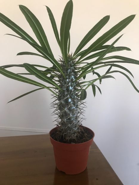 08D1EBF1-56F7-4B09-99CC-97D37F9BF5F8 - Vand Pachypodium Lamerei