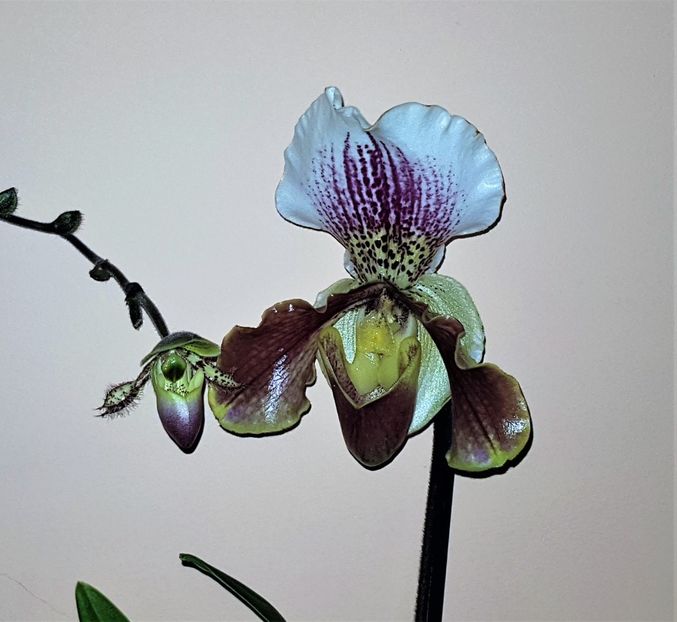 Doi uriași - Paphiopedilum
