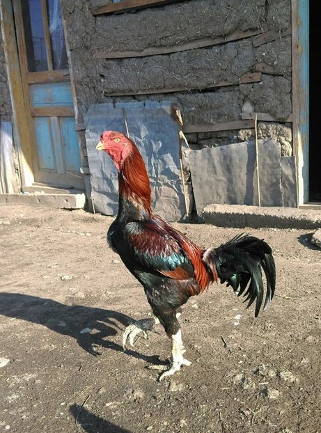  - Combatant malaez 2018-2019