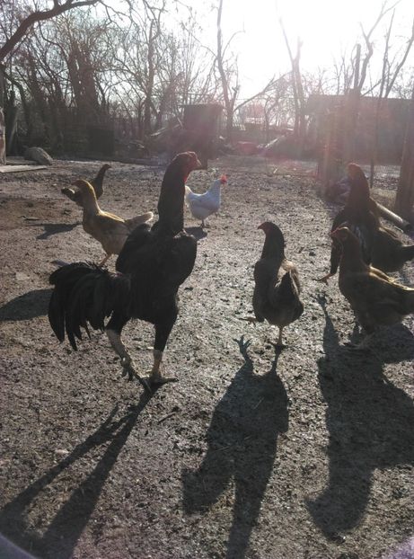  - Combatant malaez 2018-2019