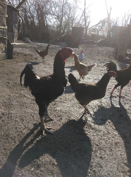  - Combatant malaez 2018-2019