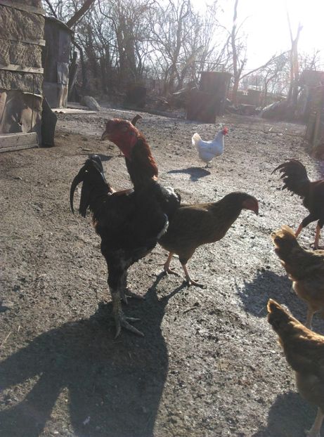  - Combatant malaez 2018-2019