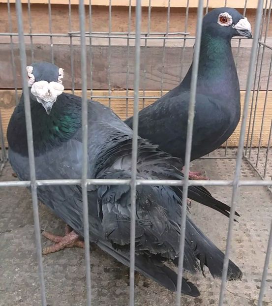 20181230_124343_Moment(21) - Matca 2018 voiajori tip vechi