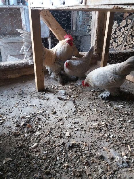  - mii de flori isabel