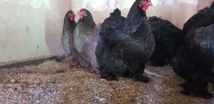  - Cochinchina urias albastru