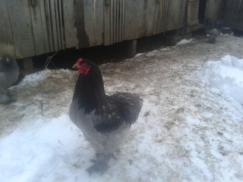 brahma15 - BRAHMA ALBASTRU 2019