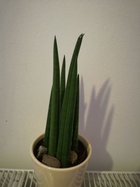  - sansevieria