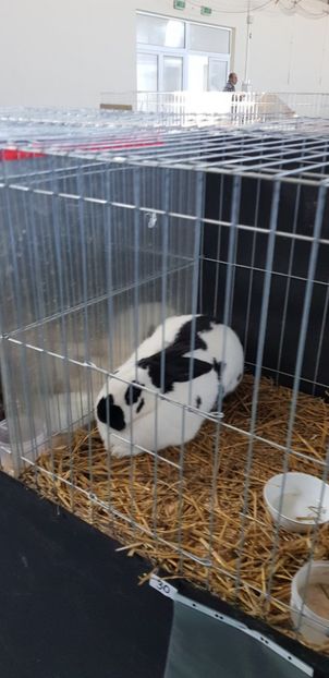  - Expo Marghita 2018