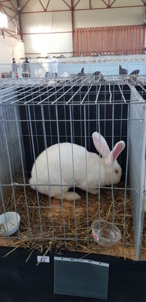  - Expo Marghita 2018