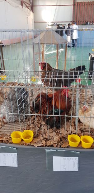  - Expo Marghita 2018