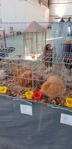  - Expo Marghita 2018