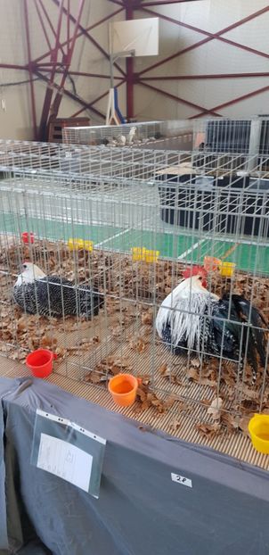  - Expo Marghita 2018