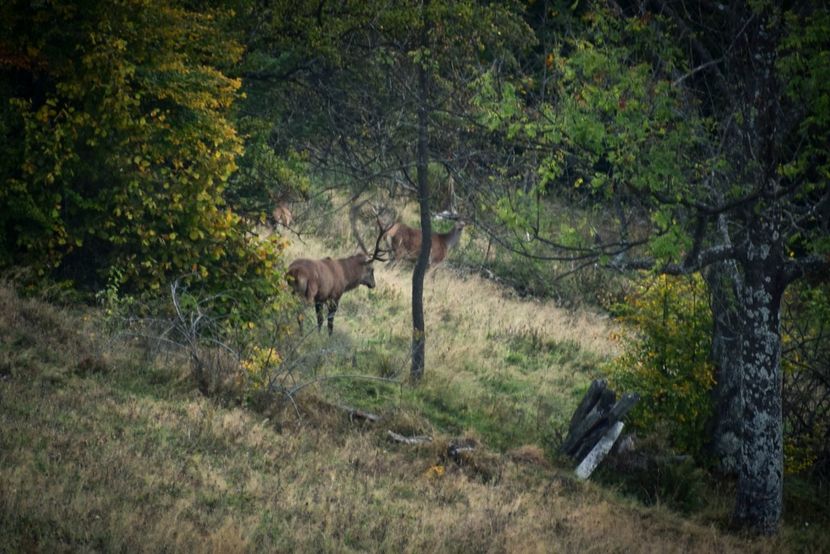 Cerbul - Sfarsit de septembrie