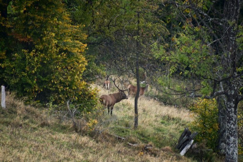 Cerb carpatin - Sfarsit de septembrie