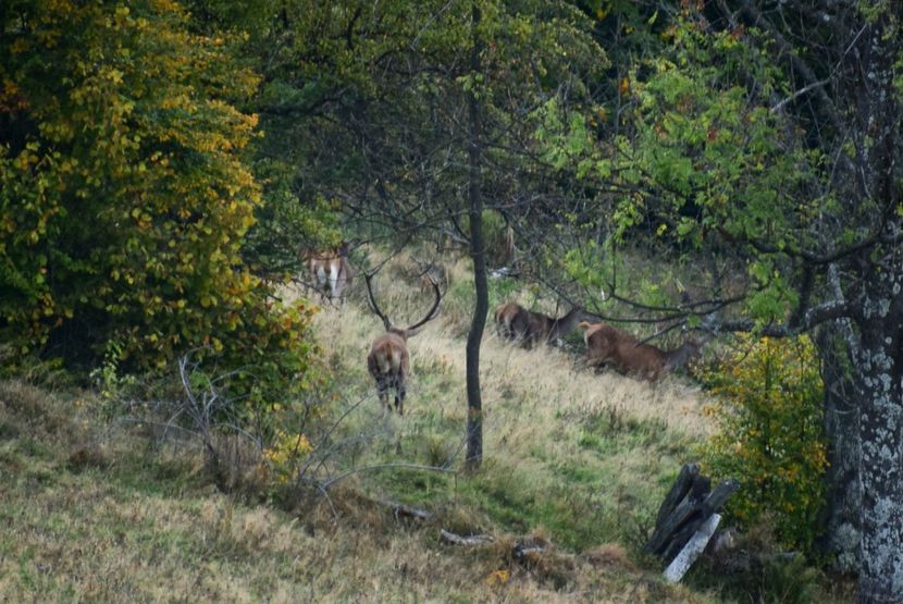 Cerb carpatin - Sfarsit de septembrie
