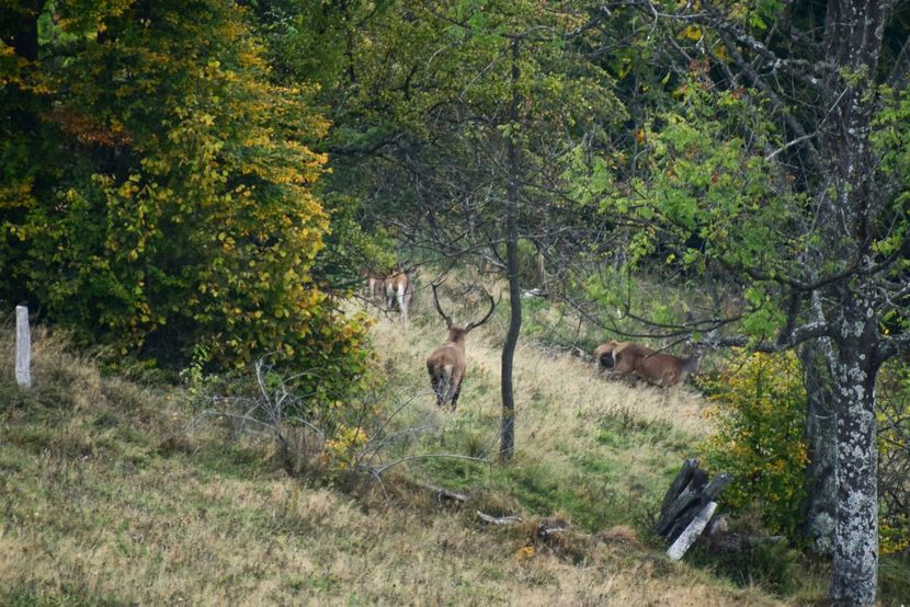 Cerb carpatin - Sfarsit de septembrie