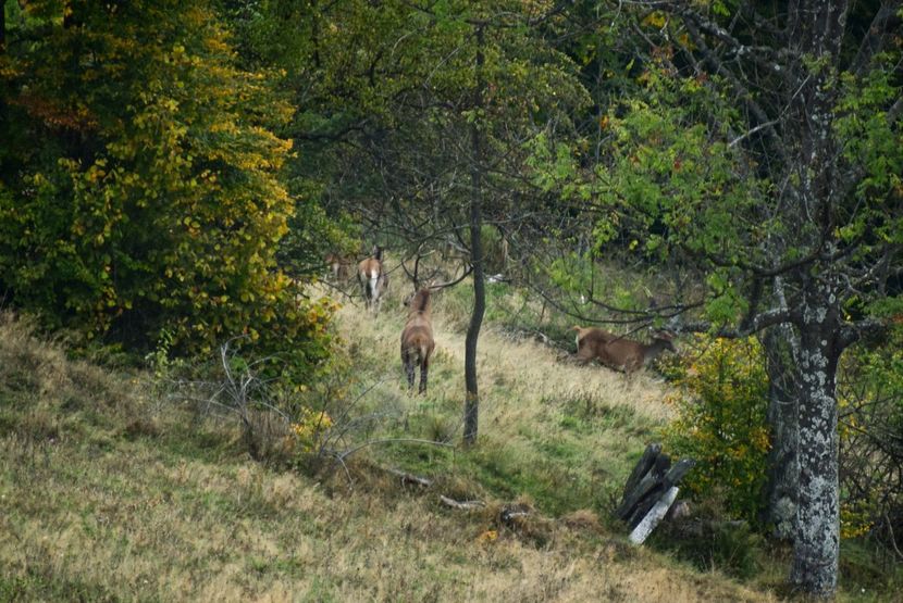 Cerb carpatin - Sfarsit de septembrie