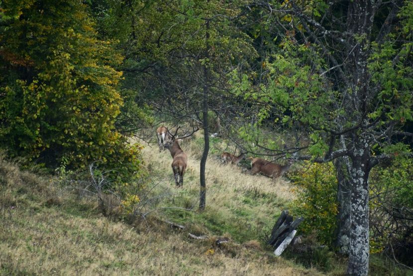 Cerb carpatin - Sfarsit de septembrie