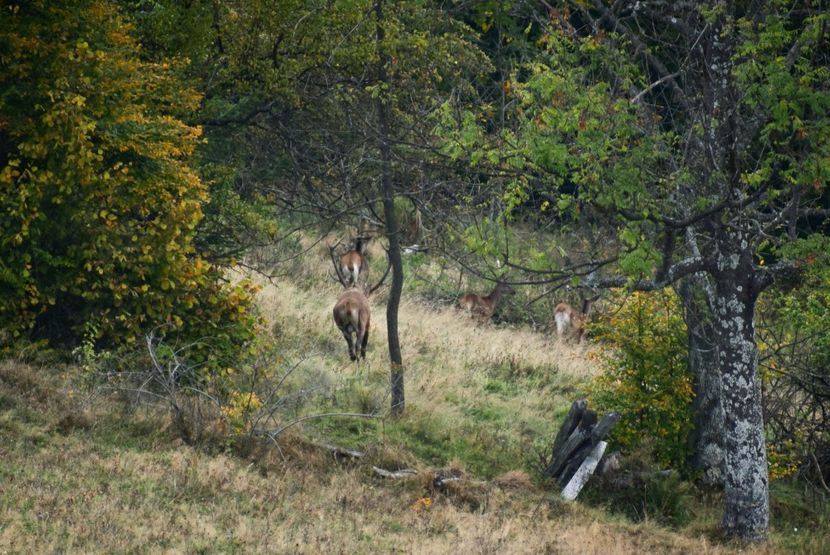 Cerb carpatin - Sfarsit de septembrie