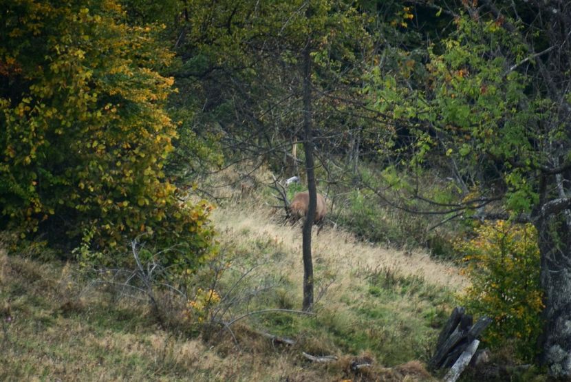 Cerb carpatin - Sfarsit de septembrie
