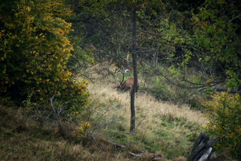 Cerb carpatin - Sfarsit de septembrie