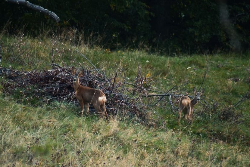 Caprioare - Sfarsit de septembrie